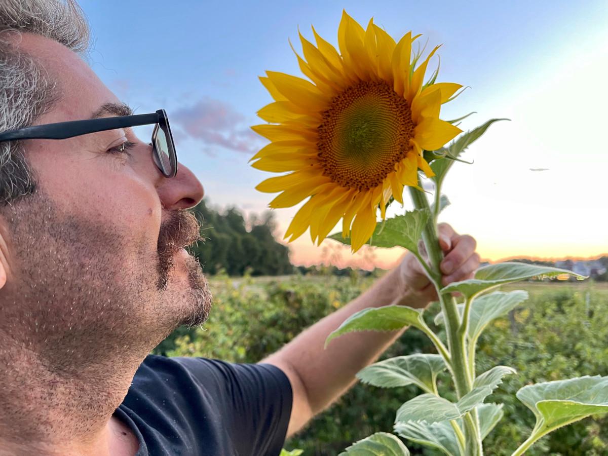 Rasoul Khorram tuoksuttelee kasvattamaansa auringonkukkaa Viikin kasvimaalla.