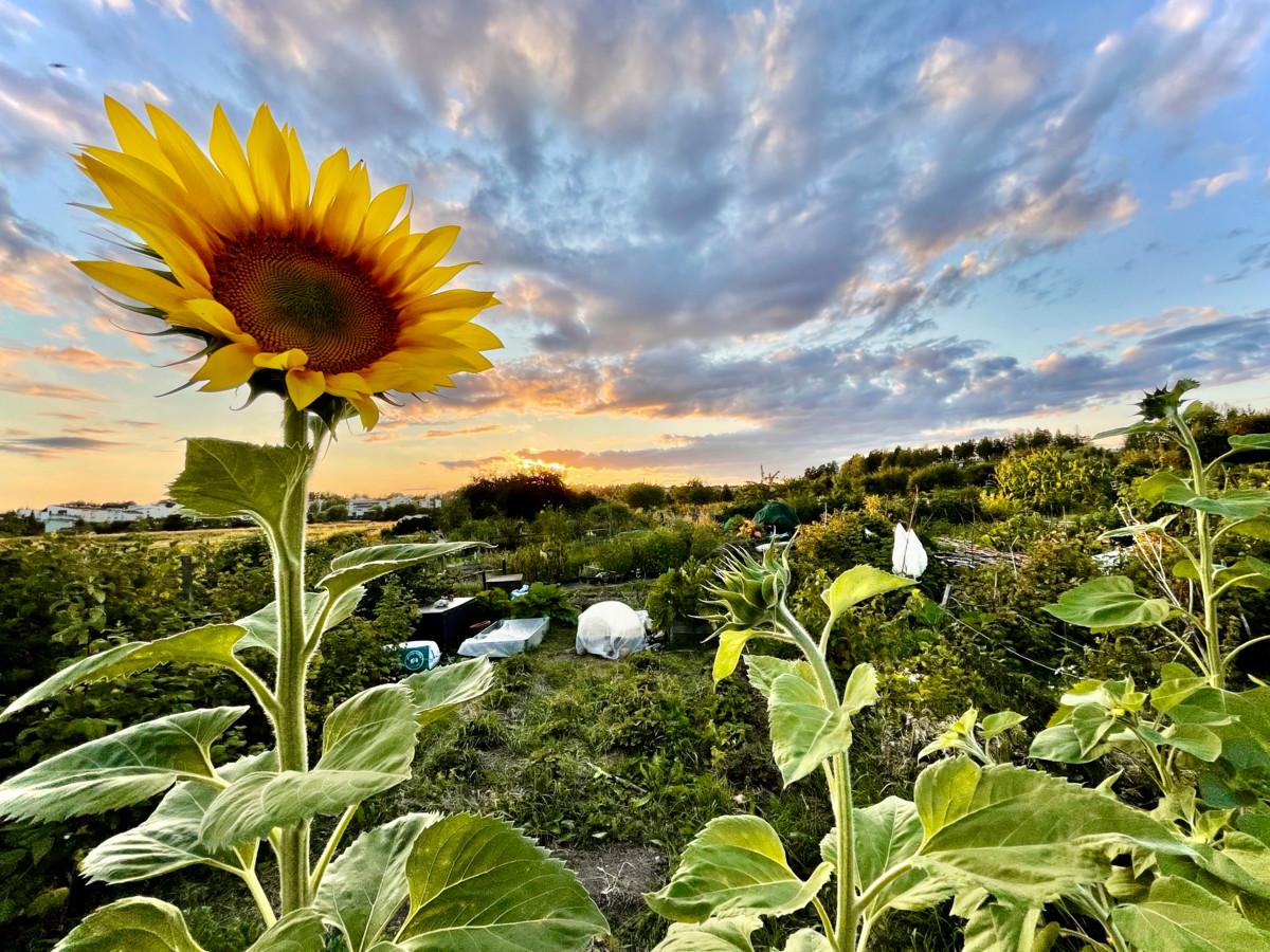 Ensimmäiset auringonkukat kukkivat Viikin kasvimaalla elokuun alussa.