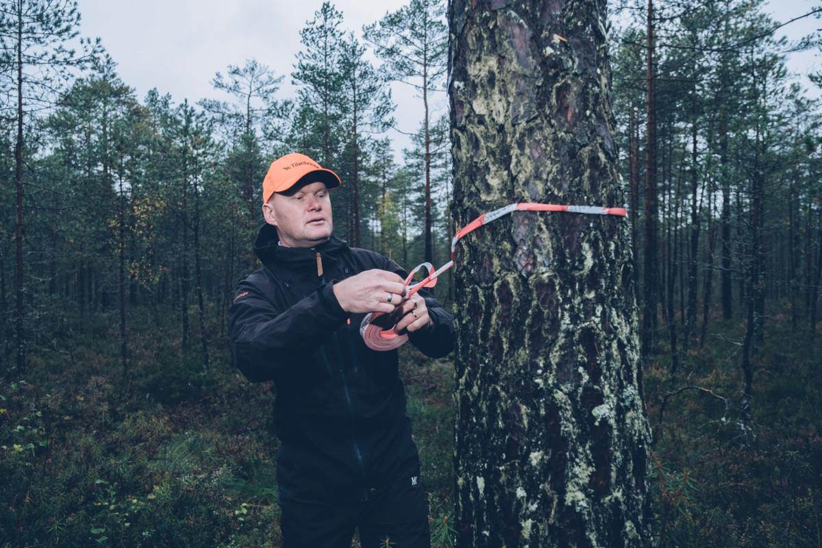 Tilanhoitaja Kristian Kuokkanen mittaa mäntyä Stormossenissa.