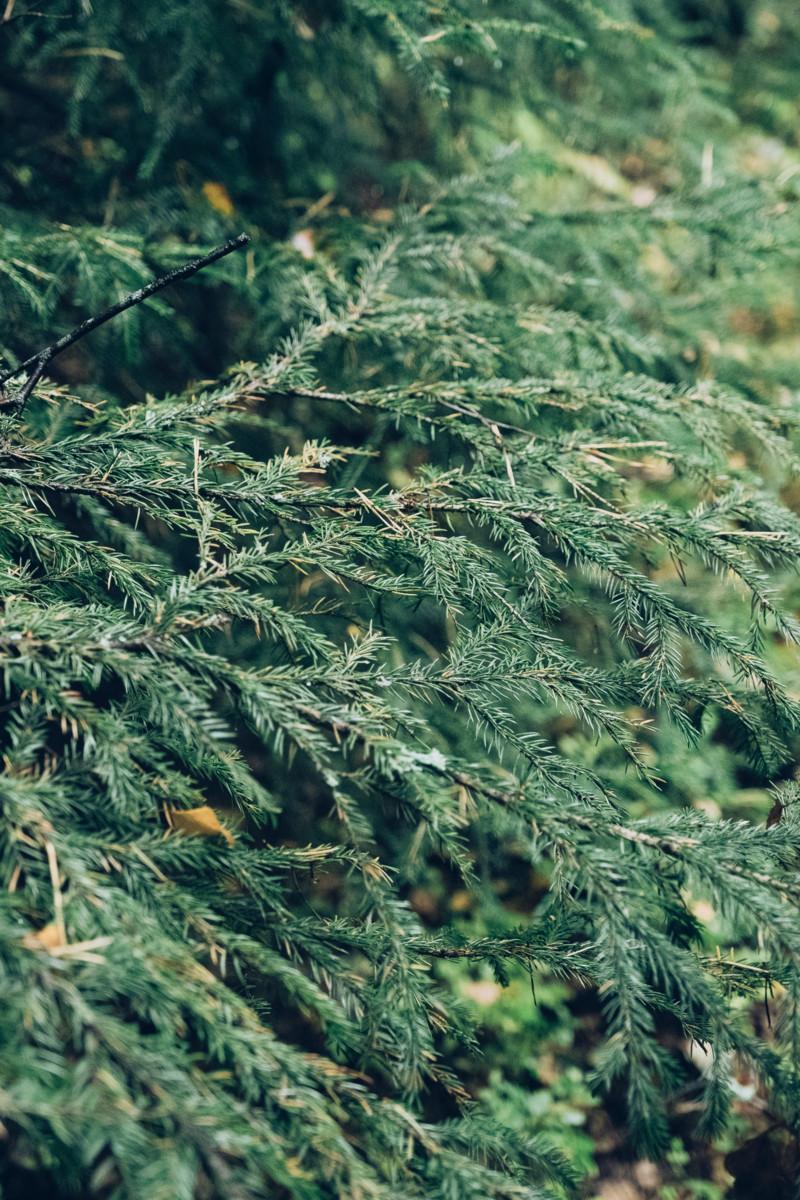 Korpi on metsäinen suo, jossa kasvaa kuusia. Stormossenista löytyy myös sellaisia alueita. Noin 50 prosentin puunkaatoa ajanut Olli Turunen jättäisi nykyiselleen alueet, joissa on eniten lahopuuta. 