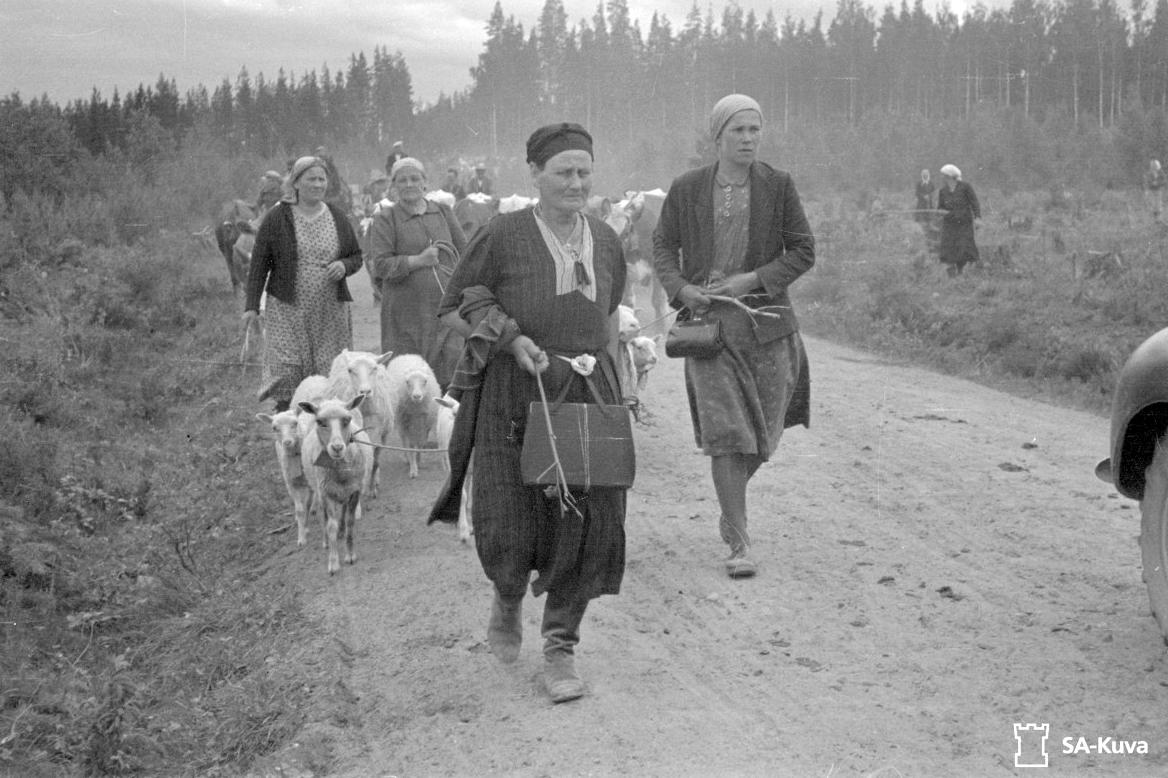 Karjalainen emäntä lampaidensa kanssa evakkomatkalla Räisälässä 1944.