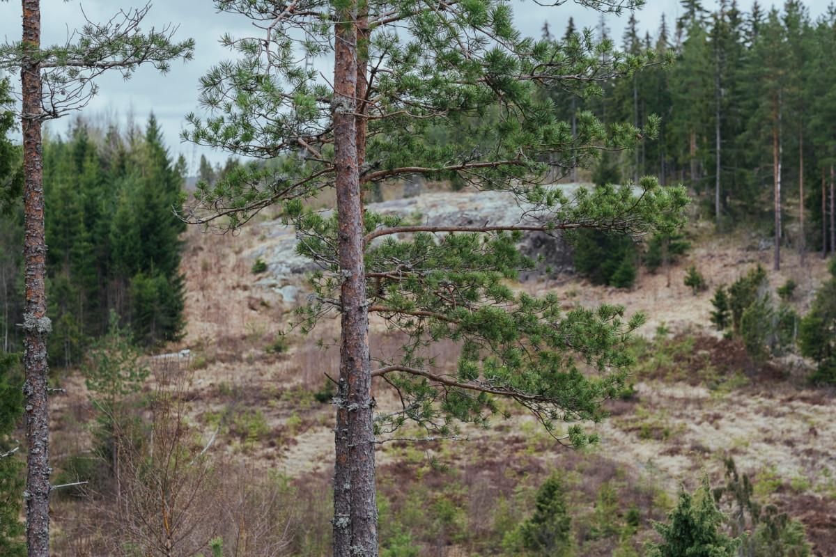 Uuden Korpirauhan luonnonsuojelualueen luonto on vaihtelevaa: havumetsää, kalliota ja suota.