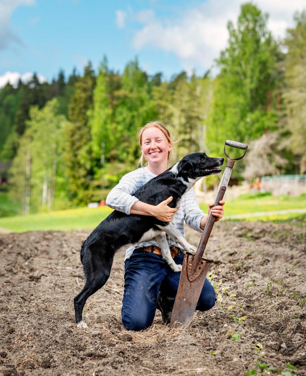 Bordercollie Tiko hoitaa lampaiden paimennuksen.