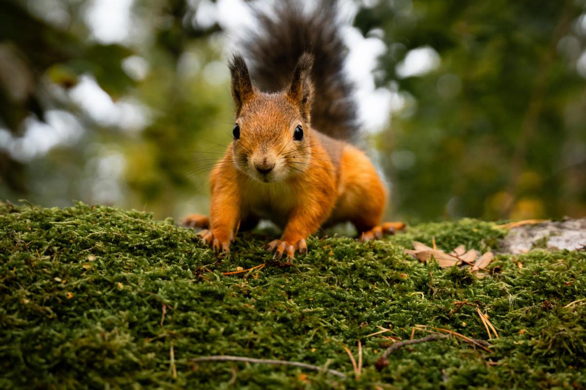 Orava voi olla monella kaupunkilaislapselle ensimmäinen villieläin, jonka hän kohtaa, jos ei lintuja lasketa.