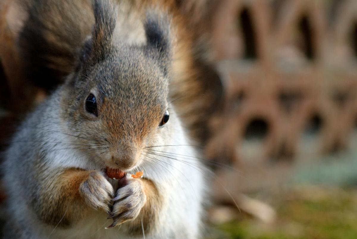 Oravat syövät muun muassa havupuiden siemeniä, pähkinöitä, tammenterhoja ja marjoja. Turkin väritys voi vaihdella vuodenajan mukaan. Tällä oravalla on harmaata talvikarvaa.