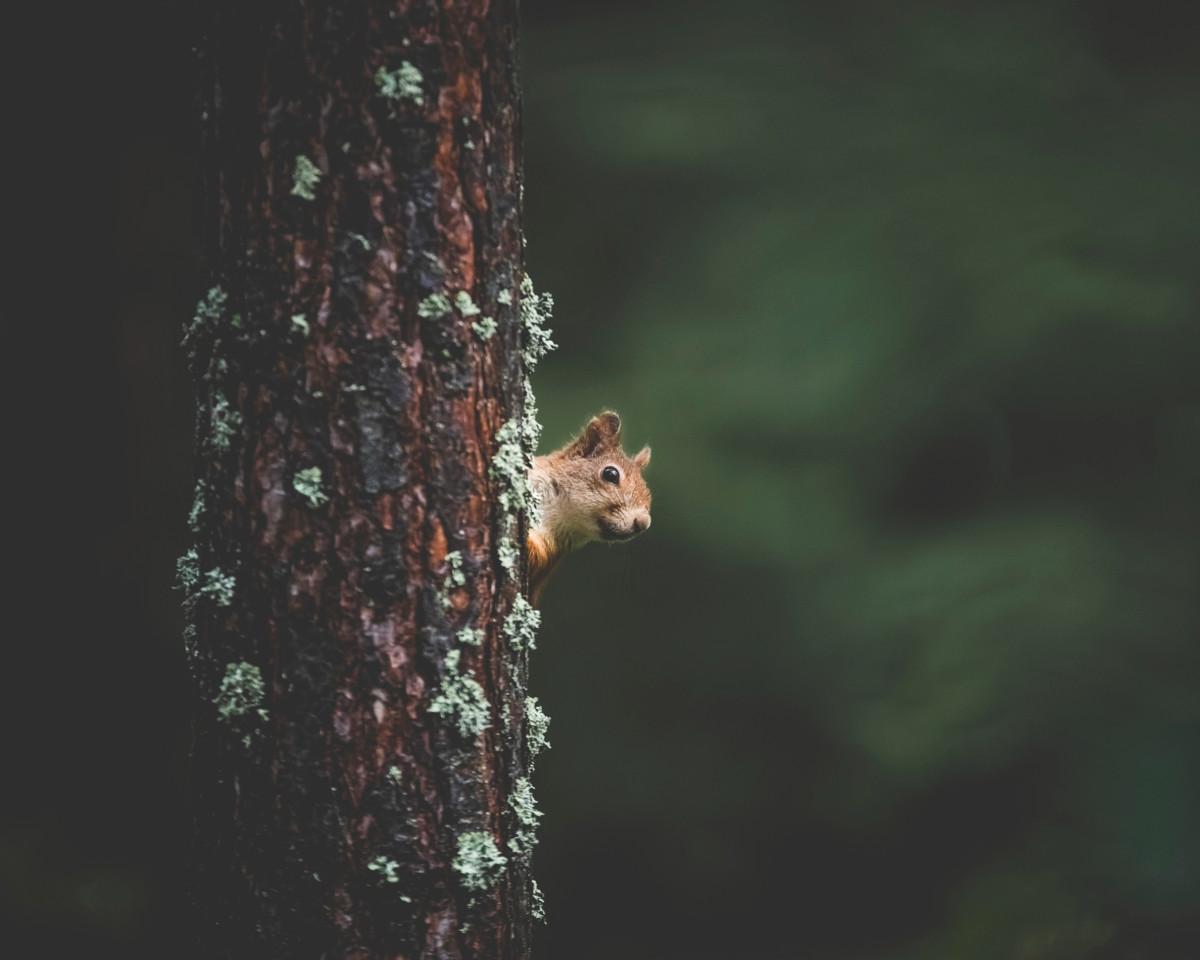 Metsien avohakkuut ja metsien yksipuolistuminen ovat olleet oraville huonoja muutoksia.