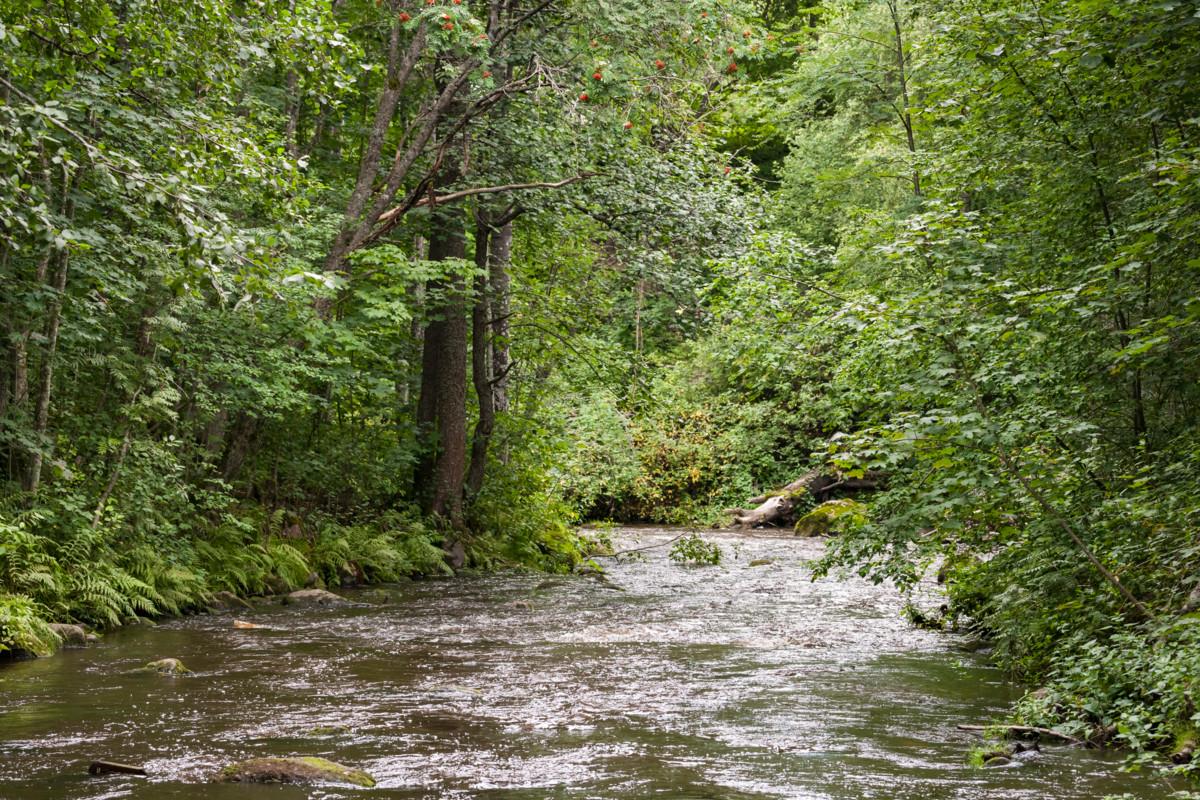 Vantaanjoen Nukarinkoski. Kuva: Istockphoto