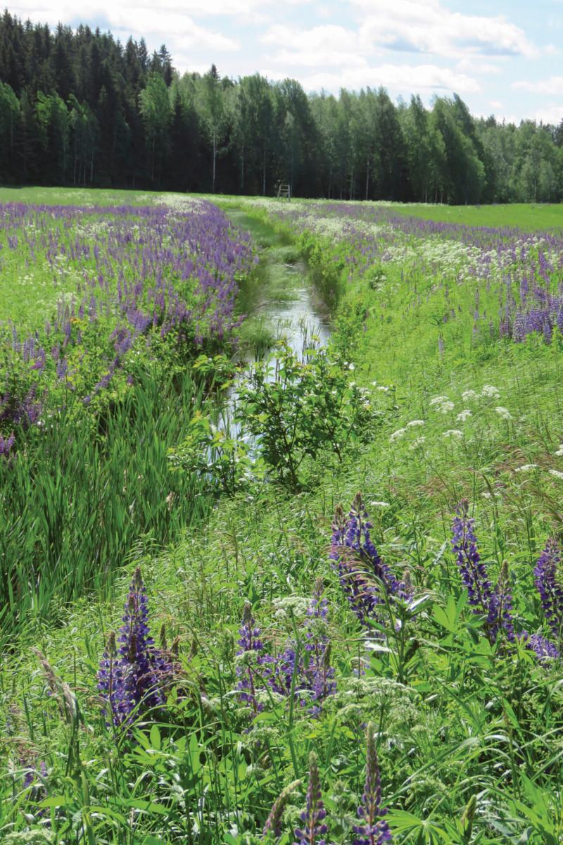 Vantaanjoen alkupuro hämäläisellä pellolla Vantaa-nimisessä kylässä. Kuva: Hanna Apajalahti