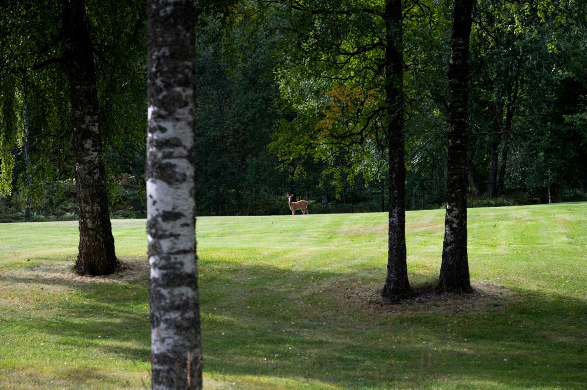 Peura on hautausmaalla kutsumaton vieras, joka syö haudoille tuotuja kukkia. Peuroja ja kauriita yritetään ohjata ruokinnan avulla alueen ulkopuolella olevaan metsään.