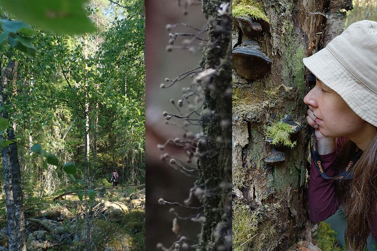 Tontunniemen metsäalue koostuu pääosin lehdosta ja lehtomaisesta kankaasta. Alueelta löytyi uhanalainen varjojäkälä, jota Luonto-Liiton metsäryhmän Niina Vuolle tutki luupin avulla.