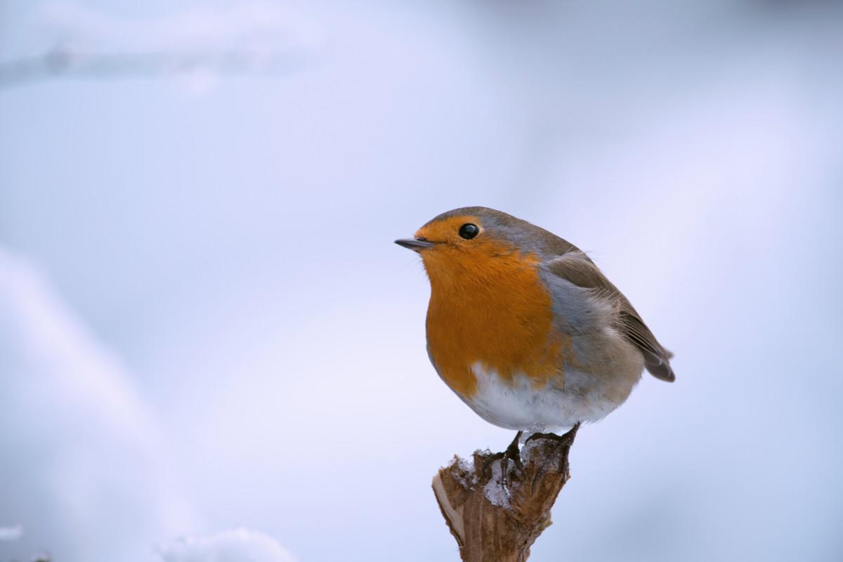 Punarinta on yleinen lintu, mutta sitä näkee harvoin lumessa. Valtaosa hyönteissyöjistä lentää talveksi lämpimään. 