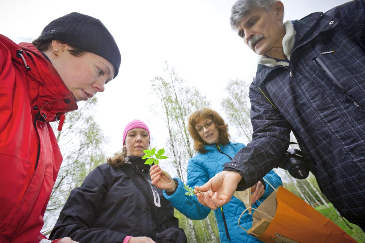 Puutarhurin harmittava kiusankappale on hortoilijan toivottu herkku. Vuohenputkea ja voikukkaa esittelivät hortoilukurssilaisille Raija Kivinen (kolmas vasemmalta) ja Jouko Isometsä. Kuva: Esko Jämsä