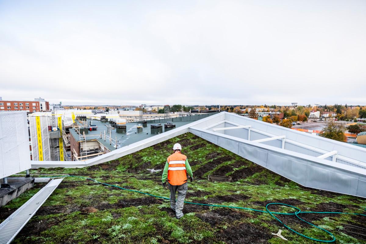 Ekologinen rakentaminen on tullut myös kirkkoihin. Vuonna 2021 valmistuneen Tikkurilan kirkon katolla kasvaa maksaruoho, joka hidastaa sadevesien valumisen viemäriverkkoon, jota sateet muutenkin kuormittavat. Kuva: Esko Jämsä