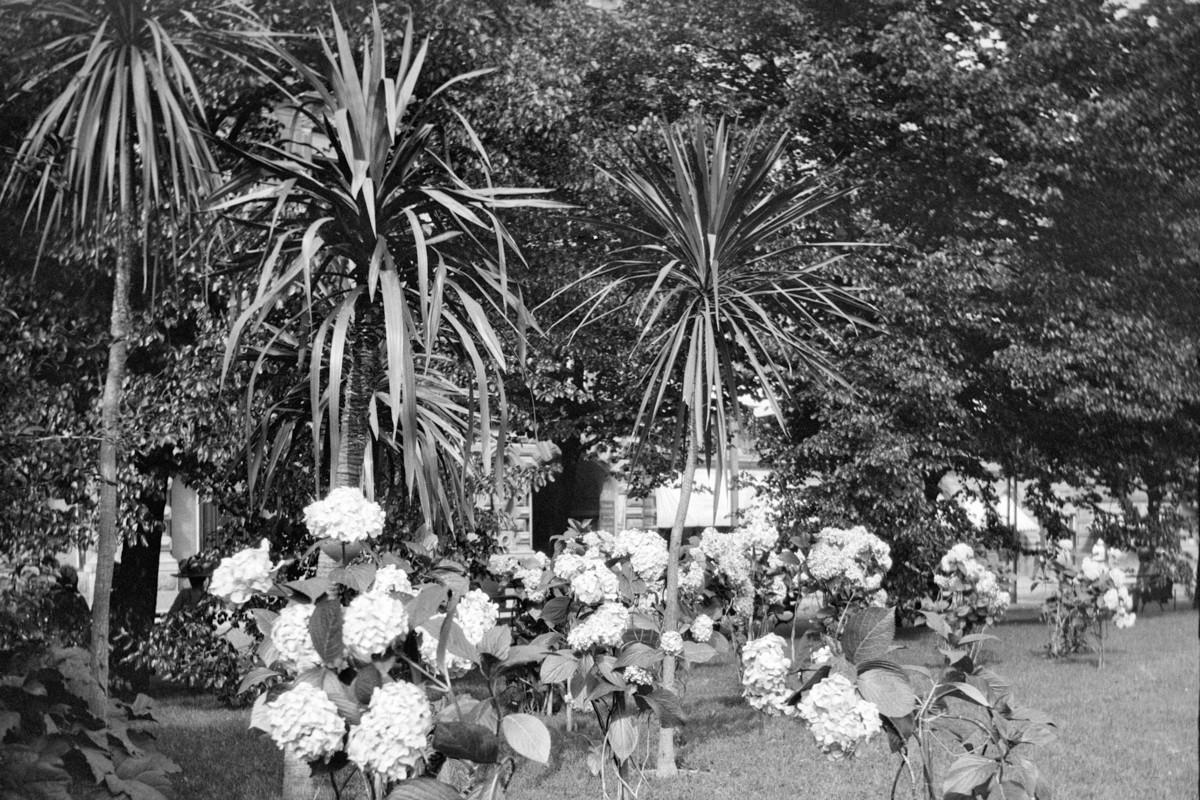 Esplanadin puistossa kasvoi 1910-luvulla palmuja. Kuva Helsingin kaupunginmuseo.