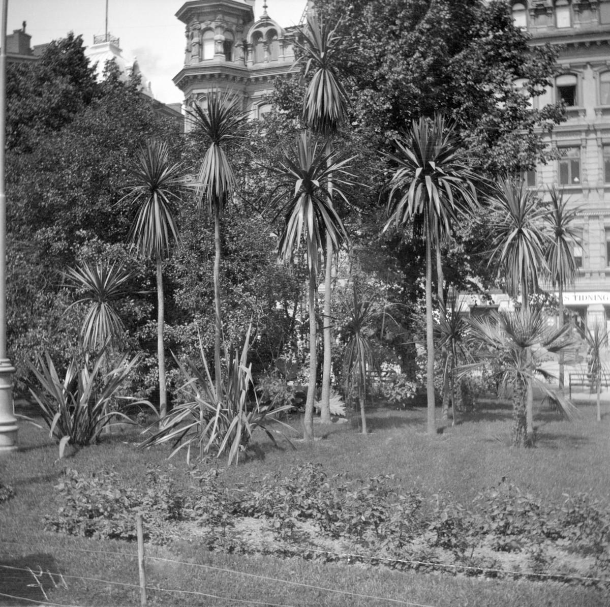 Eksoottinen Esplanadin puisto 1910-luvulla. Kuva Helsingin kaupunginmuseo.