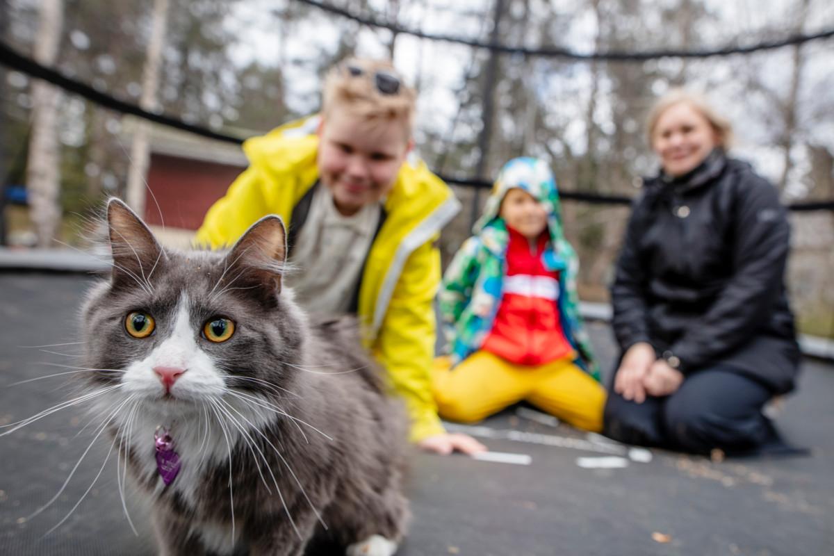 Käyhkö-Oksan perheen Täti-kissa pääsi trampoliinille Ella Lindholmin ja poikien seuraksi, mutta muut asiat kiinnostavat sitä enemmän.