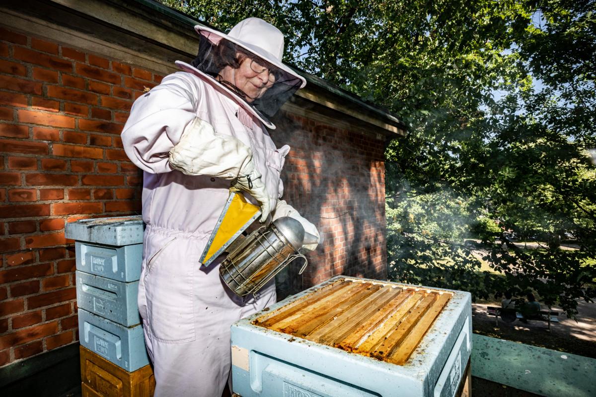 Merja-Riitta Laurila on hoitanut mehiläisiä Saksalaisen kirkon katolla noin kymmenen vuotta. Hänellä on lähes sata muutakin mehiläispesää.