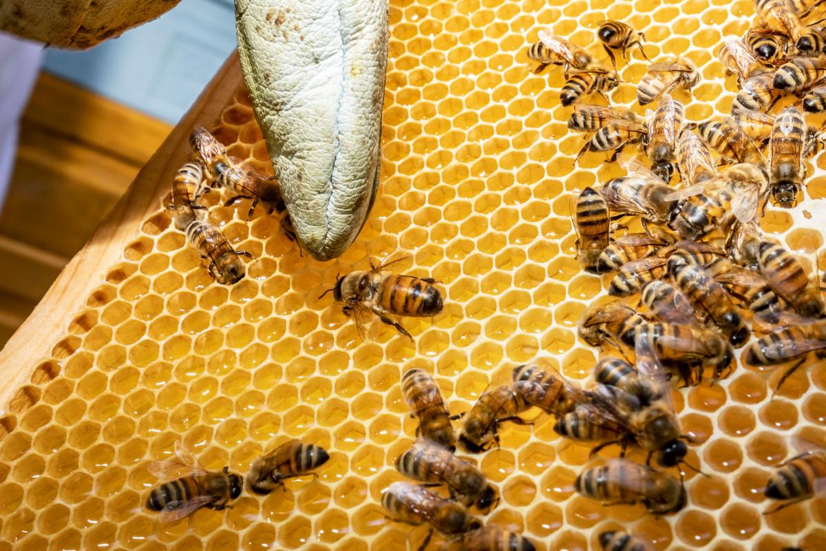 Merja-Riitta Laurila osoittaa hieman muita isompaa koirasta eli kuhnuria, jonka tehtävänä on yrittää paritella muiden yhdyskuntien kuningattarien kanssa. Muut ovat mettä kerääviä työmehiläisiä.