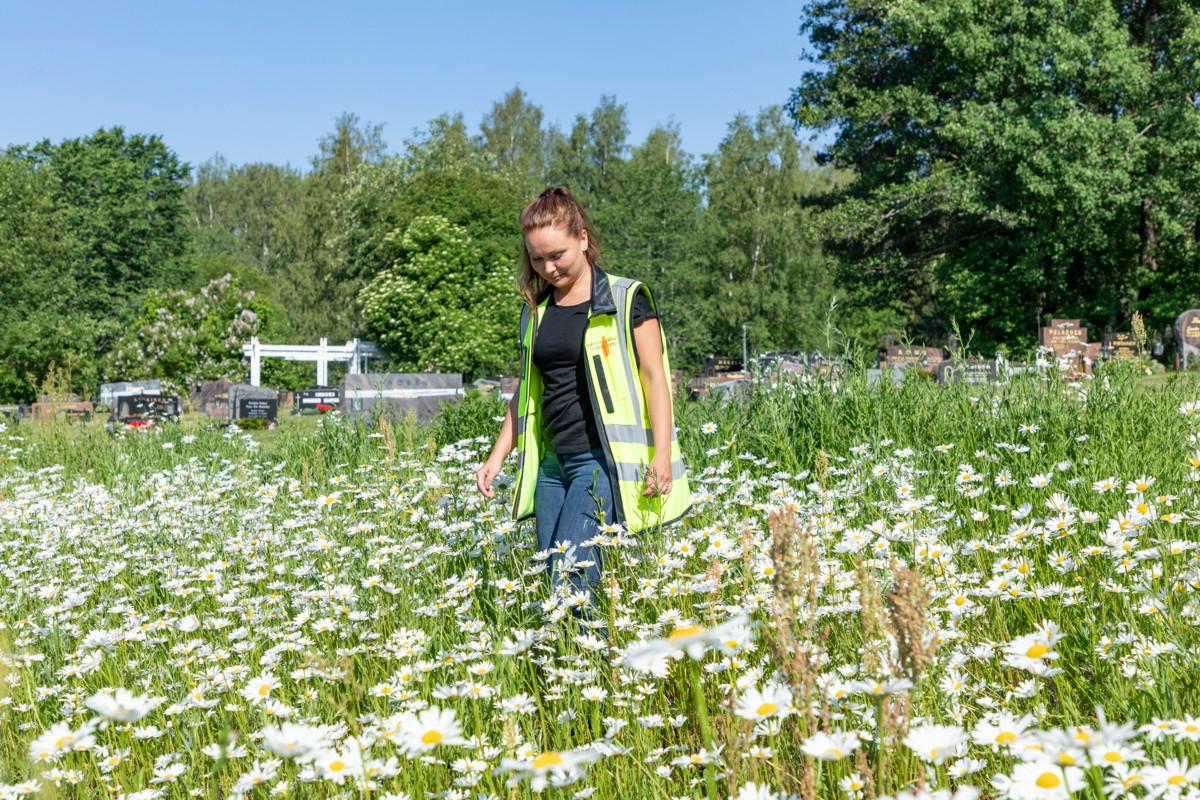 Nyt on päivänkakkaran kukinta-aika.