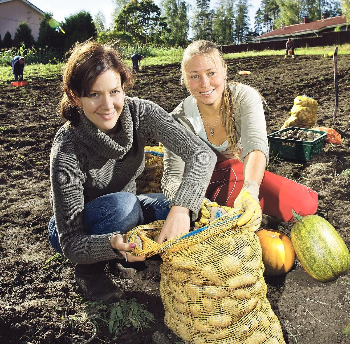 Pauline Ranta ja Heidi Hovi iloitsevat perunasadosta Herttoniemen ruokaosuuskunnan pellolla Korsossa.