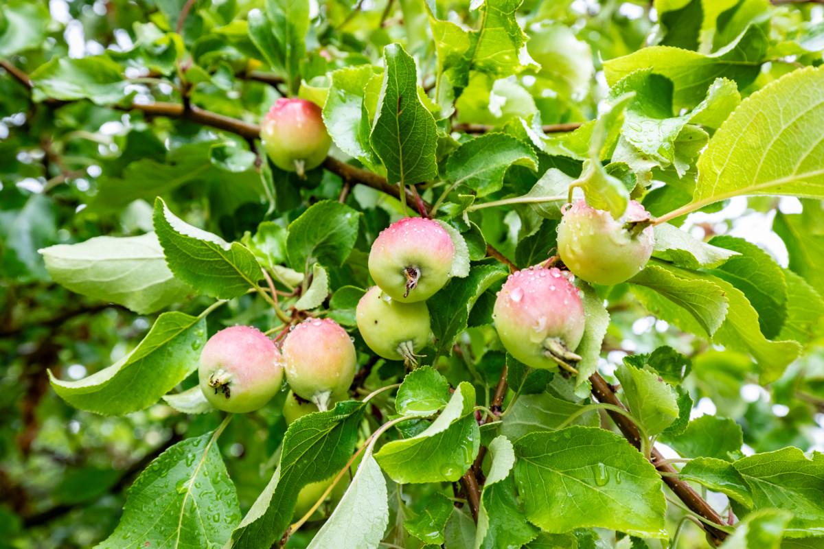 Keskellä Raamatun kasvien istutusaluetta kasvaa omenapuu.