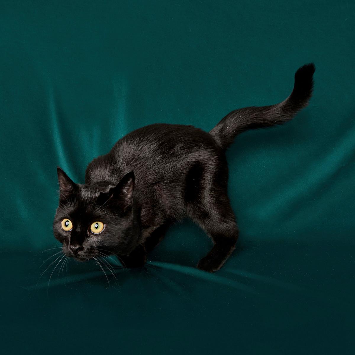 Mustille kissoille on vaikeinta löytää kotia. Perinteisesti on ajateltu, että ne tuovat huonoa onnea. Milla Magia jäi auton alle, sen jalka piti amputoida ja alkuperäinen omistaja hylkäsi kolmijalkaisen eläimen. Sille löytyi uusi koti, jossa se saa elää sisäkissana. Kuva: Heidi Strengell