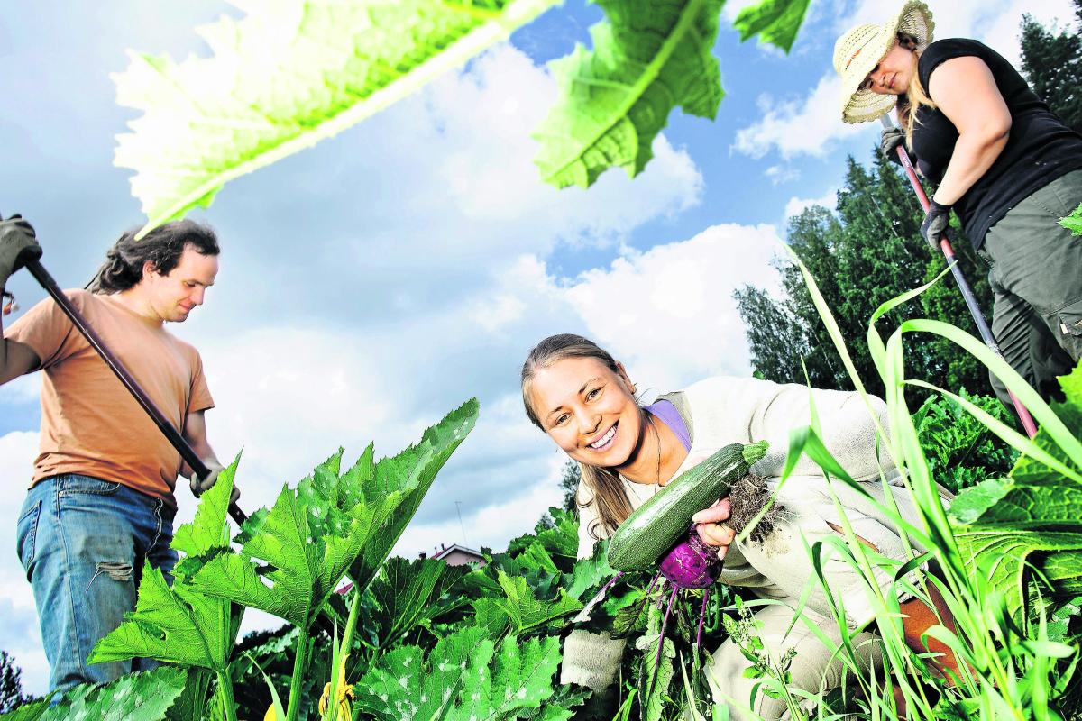 Personal farmerit. Sato kasvaa kohisten. Myös hortonomi Heidi Hovi (keskellä) sekä puutarhuriharjoittelijat Anders Backström (vas.) ja Marja Andersson panevat parastaan.