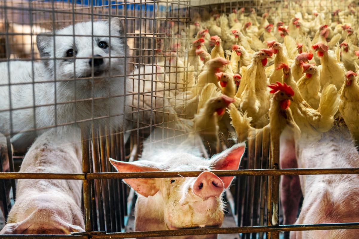 Moni efektiivisen altruismin toiminnassa mukana oleva on vegaani, sillä eläinten tehotuotanto tuottaa heidän mielestään maailmaan tarpeetonta kärsimystä. 