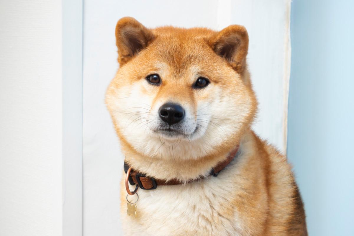 Shiba inu -rotuinen Siiri käy eläinlääkärissä hammaskiven poistossa. Moni nipistää tiukan paikan tullen mieluummin omista kuin lemmikkieläimensä menoista.