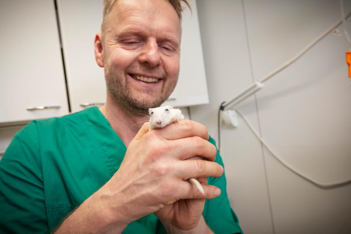 Karhupuiston pieneläinklinikan toimitusjohtaja ja eläinlääkäri Gisle Sjöberg hoitaa Lupu-gerbiiliä, jolta katkaistiin liian pitkä hammas.