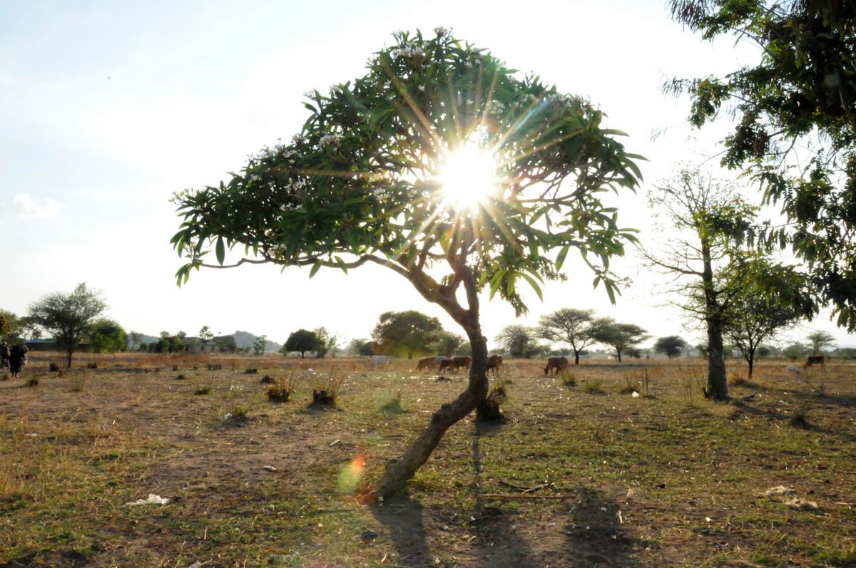 Suomen Lähetysseura on jo aiemminkin istuttanut Tansaniaan puita, koska se on hyvä keino ehkäistä ilmastonmuutosta.