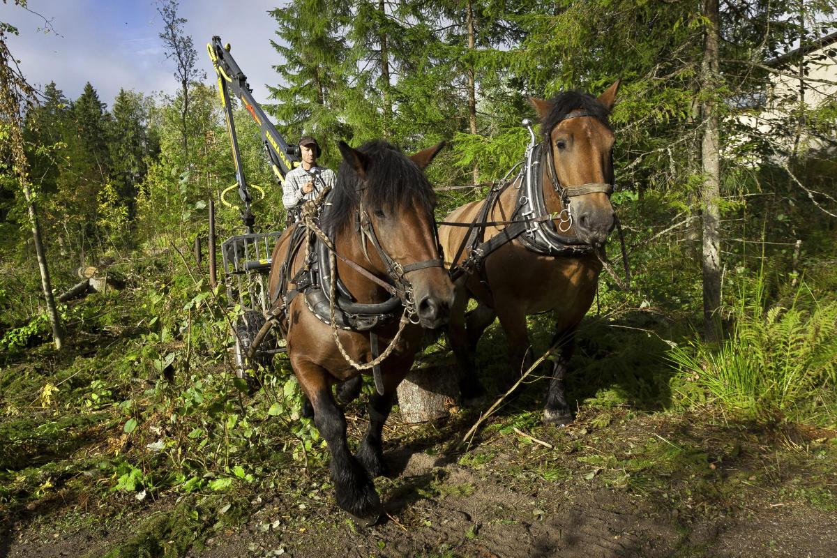Matkalla töihin. Kahden hevosvoiman vetopeli painaa täydessä lastissa noin viisi tuhatta kiloa. Heiveröisiä eivät ole kuormaa kiskovat kauramoottoritkaan - Ardennenhevosella on elopainoa noin tuhat kiloa. Työnjako on selkeä: Sallina-tamma (etualalla) on hevoslauman pomo, mutta metsuri Peter Ekholmilla on koko porukan ohjat käsissään. Kuva: Jukka Granström