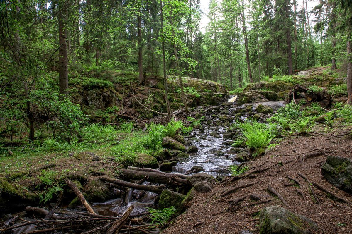 Tussinkoski Korsossa pääsee suojeltavien alueiden joukkoon. Muita suojeltavia alueita ovat Furumossen–Tuomelan tammimetsä Linnaisissa, Pyymosan metsä Keimolassa Petikossa ja Silvolan metsä Pitkäkoskella.