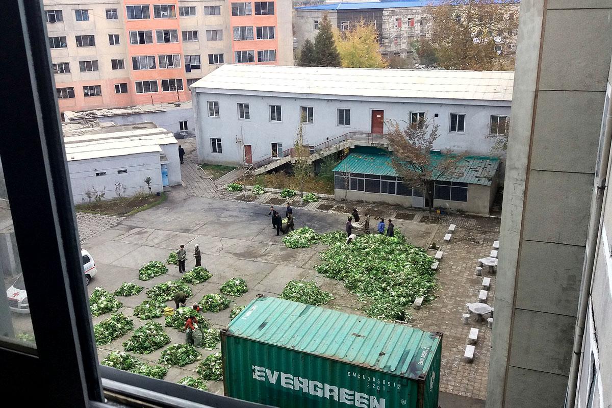 Koreankaali kuuluu päivittäiseen ravintoon. Sitä jaetaan kerrostalon asukkaille.