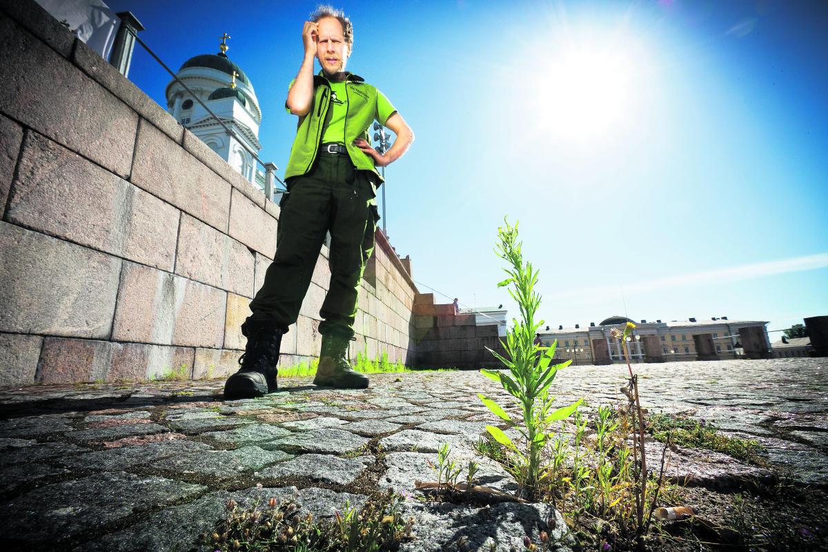 Nupulla. Tuomiokirkon liepeiltä löytynyt kasvi tuottaa päänvaivaa luonto-opas Erkki Makkoselle. ”Tämä ei kuki vielä, joten on vaikea sanoa, mikä se on. Todennäköisesti joku horsma, ehkä amerikanhorsma tai karvahorsma”, hän arvelee.