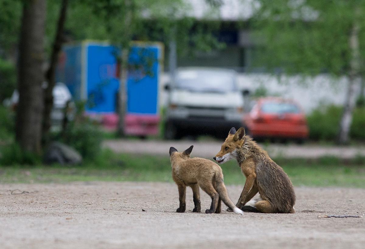 Kettuemo kasvatti pentujaan viime kesänä Lehtisaaressa.