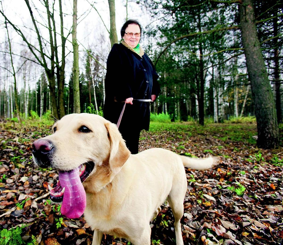 Marjatta Snellman on tehnyt pitkään työtä Opaskoirakoulun hyväksi. Siellä hän ulkoilutti labradorinnoutaja Poutaa.