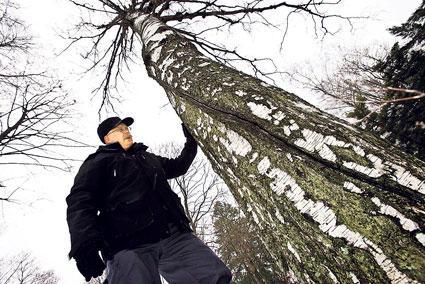 Laho jyllää. Hietaniemen hautausmaan ylipuutarhurin Ari Pipatin mukaan huonokuntoinen puu on aina riskitekijä. Kuva: Esko Jämsä