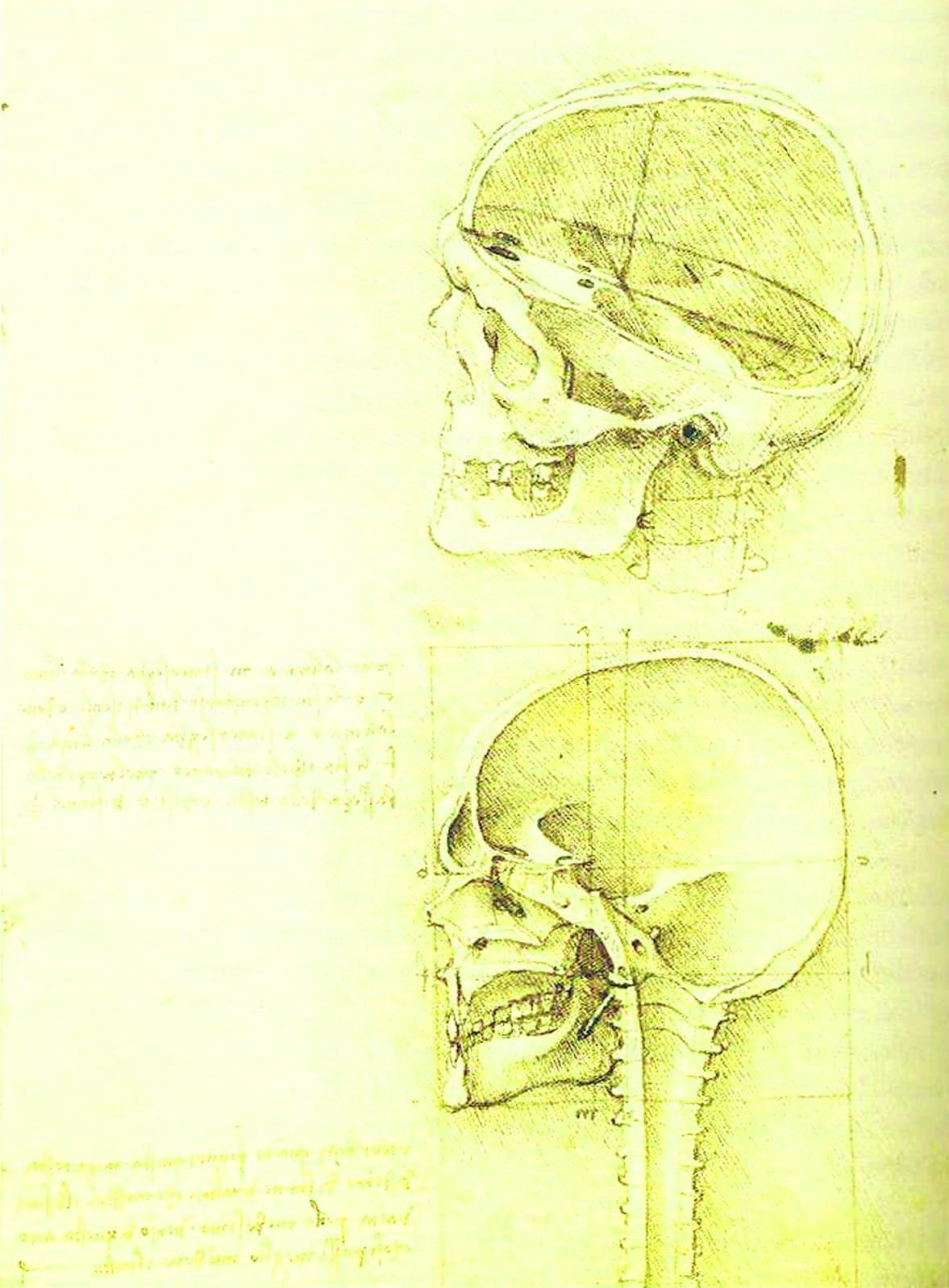 Leonardon kiinnostus ihmisen anatomiaan näkyy piirroksissa, joissa hän tutki auki leikkaamaansa pääkalloa. 