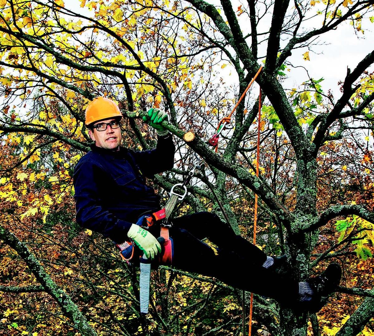 Arboristi Tapani Mäkelä pitää huolta puistojen, katujen ja pihojen puista.