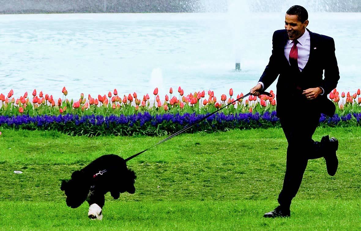 Supervallan presidenttikään ei pääse luistamaan koiran pissattamisesta.