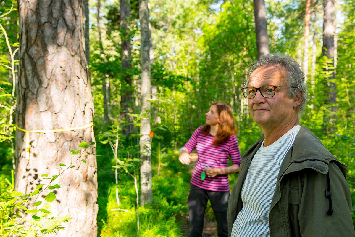 Stansvikin kesäasukkaat Hannu Ijäs ja Anne Kandolin ihailevat kilpikaarnamäntyjä.