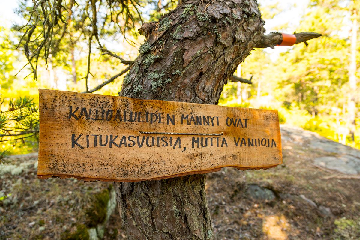 Kalliolla kasvavat männyt näyttävät nuorilta, mutta ovat oikeasti todella vanhoja. Niiden vuosirenkaat ovat aivan vieri vieressä.