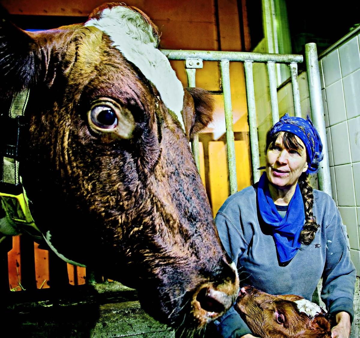 Sanni-lehmän vastasyntynyt vasikka sai nimekseen Enni. Marjaana Sjöblom löysi vasikan aamulypsylle mentyään.