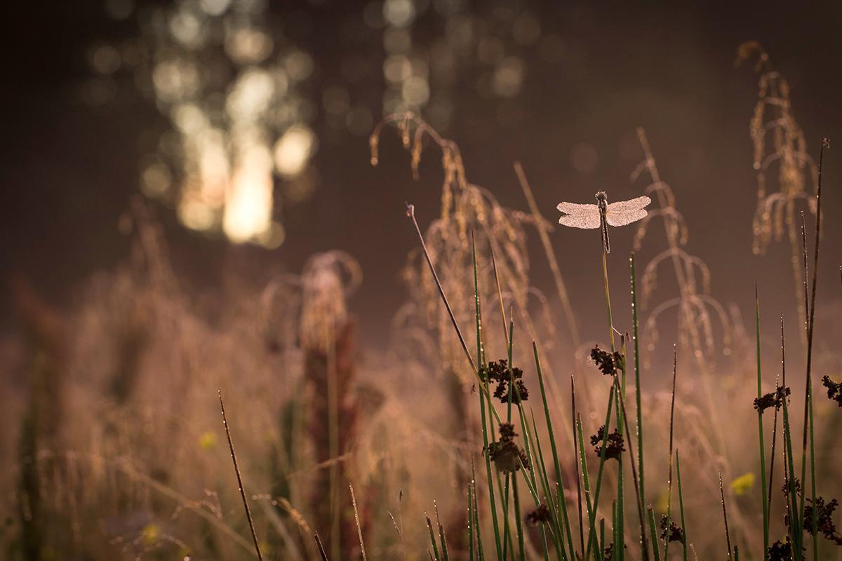 Tummasyyskorento odottaa aamun valkenemista lehmälaitumella. Korento pystyy lentämään vasta kun aurinko on lämmittänyt sen. Kuva Sami Karjalainen