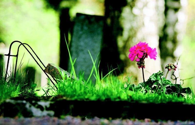 Hautausmaapäivänä voi viimeistään istuttaa haudoille kesäkukkia.
