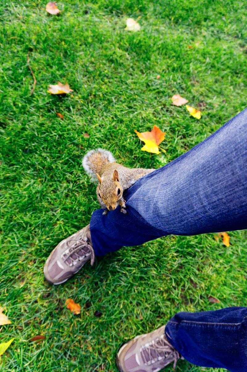 Oravanpoikaset voivat käyttäytyä kesysti ja kiivetä vaikka jalkaa pitkin, kun emo vieroittaa niitä.