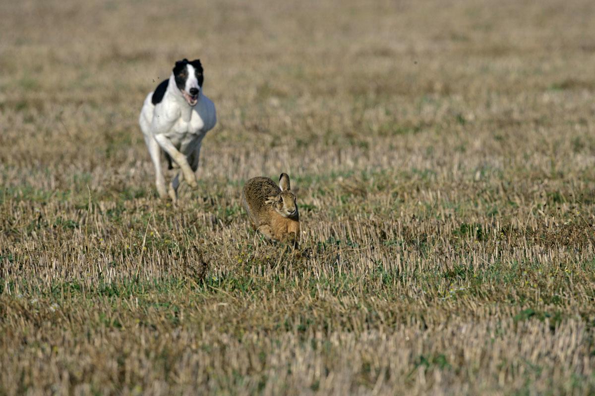 Metsästysviettinen koira on peto, joka on vaaraksi luonnoneläimille. Isot koirat saattavat kaataa omatoimisesti kauriinkin.