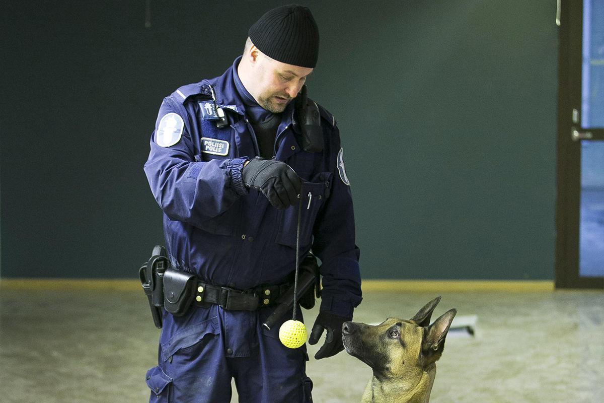 Narupallo on Maunolle mahtava palkinto onnistumisesta. Poliisikoiraohjaaja Juha Rantanen kouluttaa koiraa tehtävien avulla.